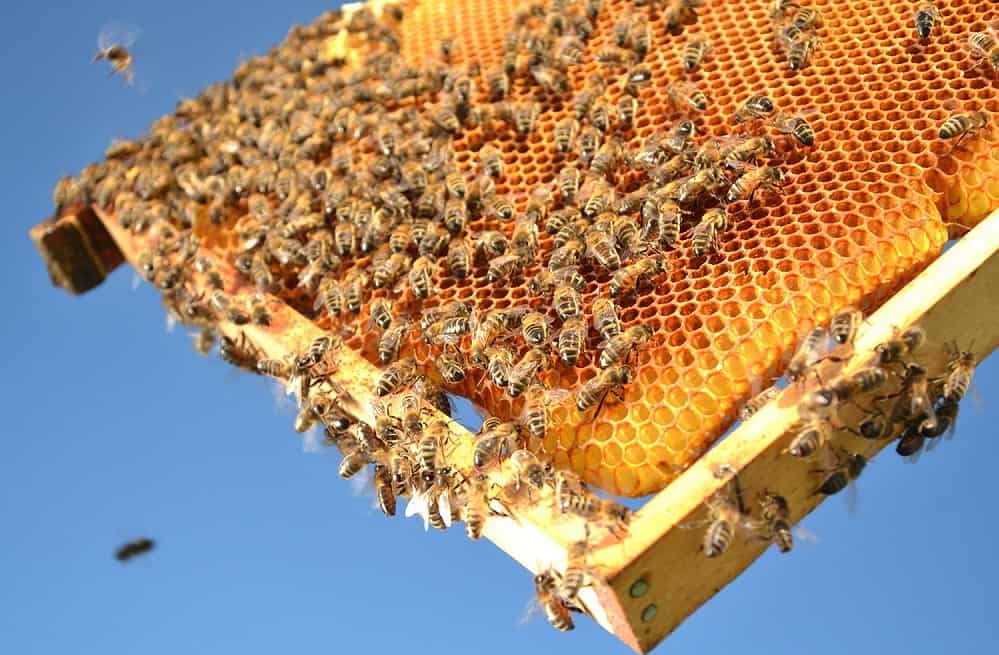 کندو عسل مشهد؛ جنس چوب سبک قابلیت جا به جایی راحت