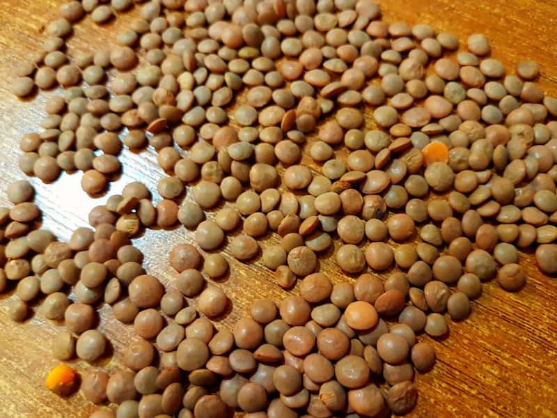 عدس محلی کرمانشاه lentils درشت عدم سنگ ریزه مناسب رژیم غذایی