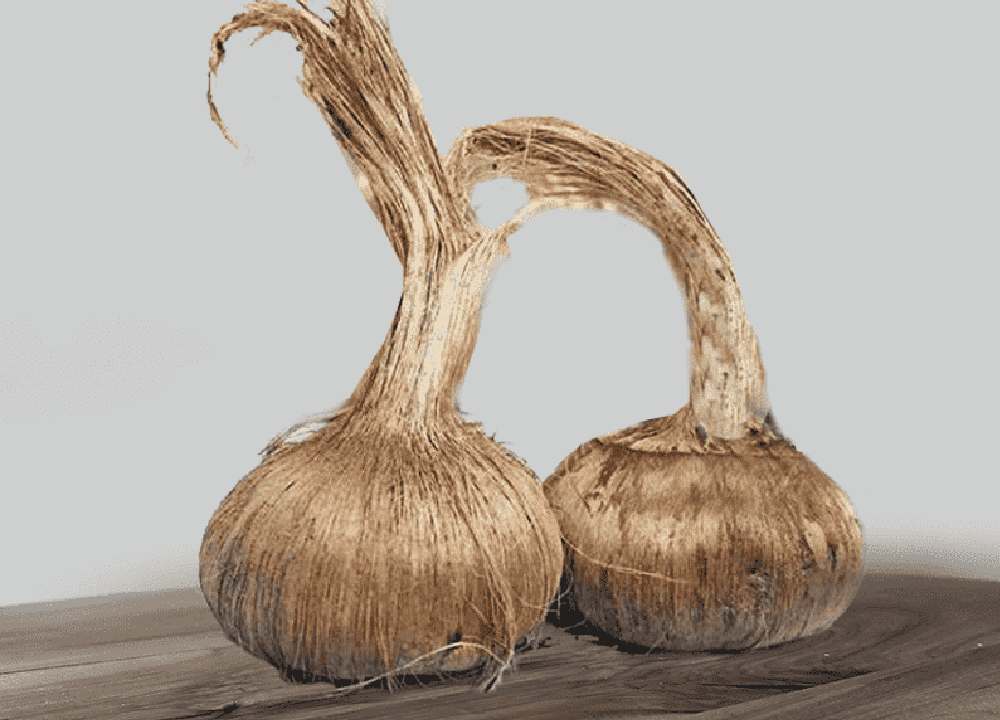 پیاز زعفران 1401؛ گلخانه ای کشت خاکی خراسان رضوی