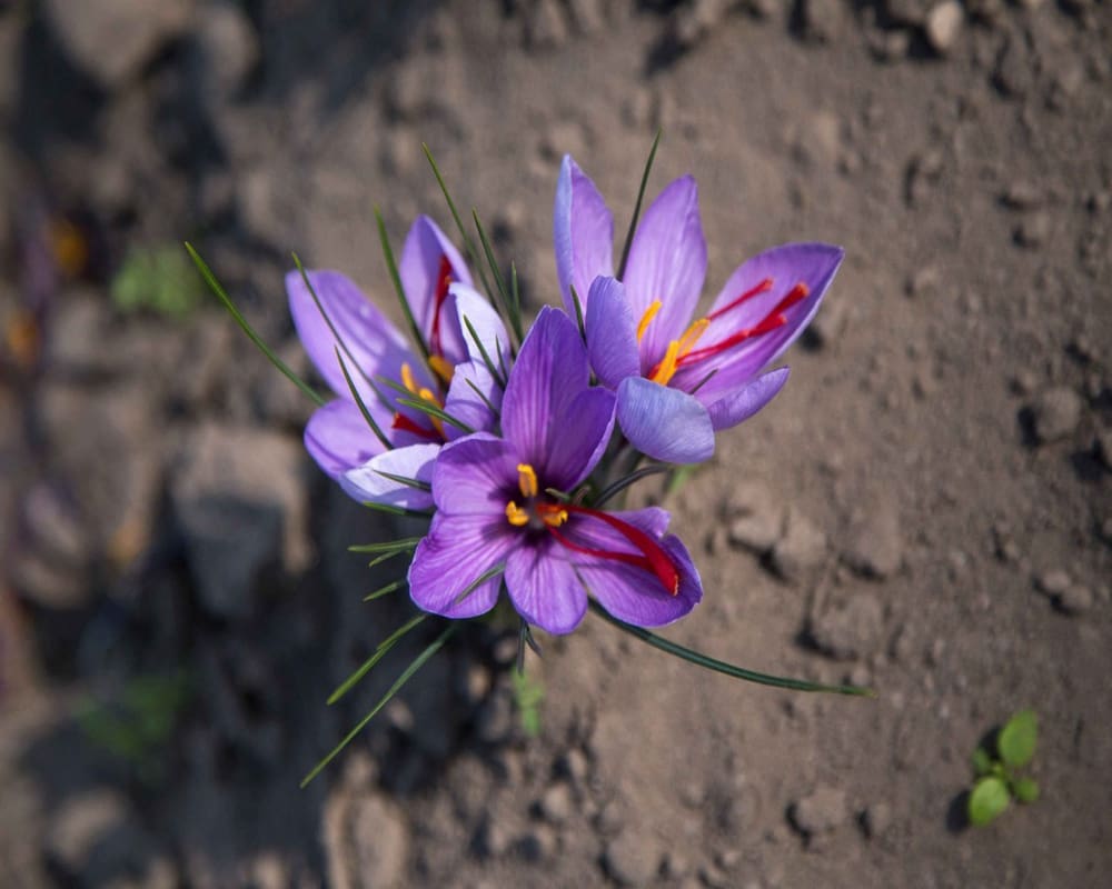 پیاز زعفران در سال 1401؛ نر ماده ابعاد مختلف تقویت سیستم ایمنی بدن