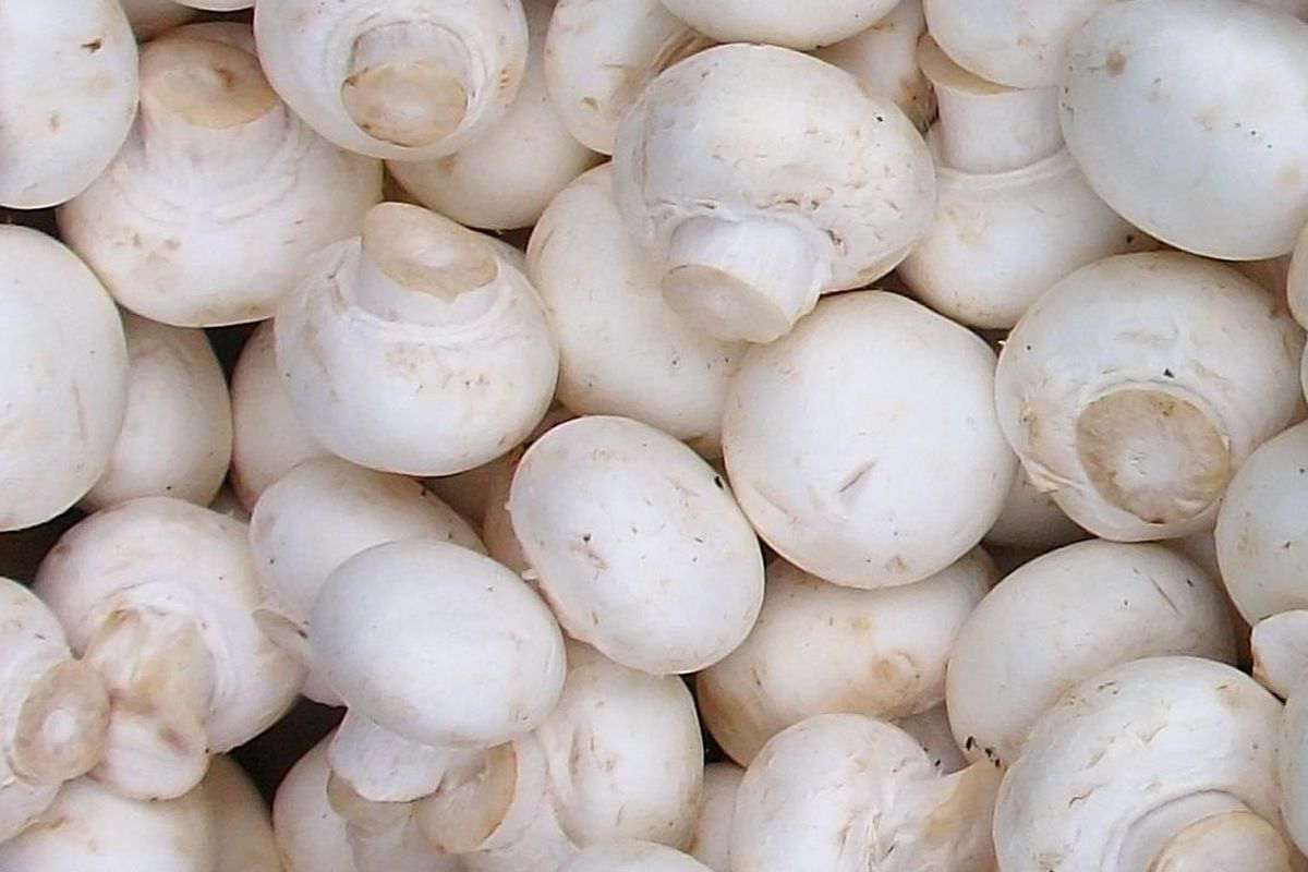 قارچ دکمه ای در شیراز؛ سفید کرم قهوه ای افزایش سیستم ایمنی بدن