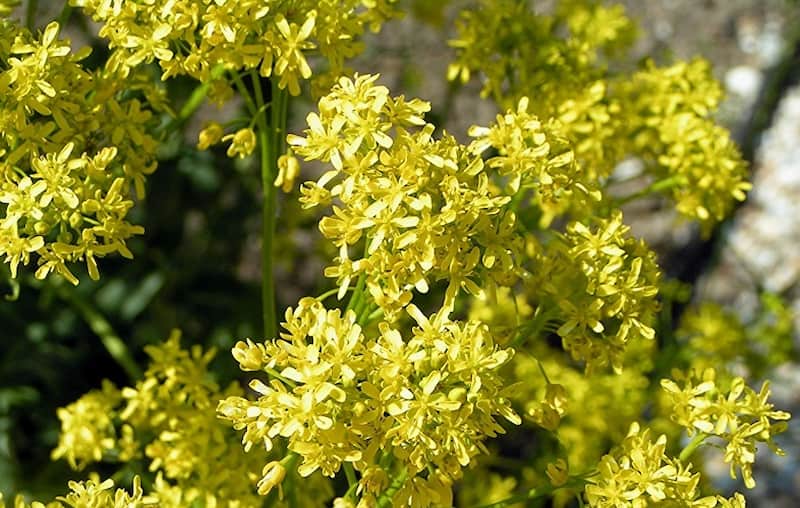 وسمه در بازار Wasmeh جلوگیری از ریزش مو مناسب رنگ کردن مو