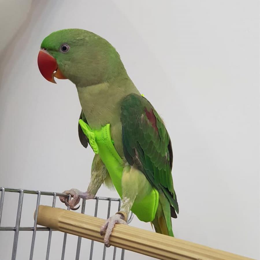 لباس طوطی سانان؛ حافظت طوطی قابل شستشو 3 نوع (پوشک جلیقه کروات)