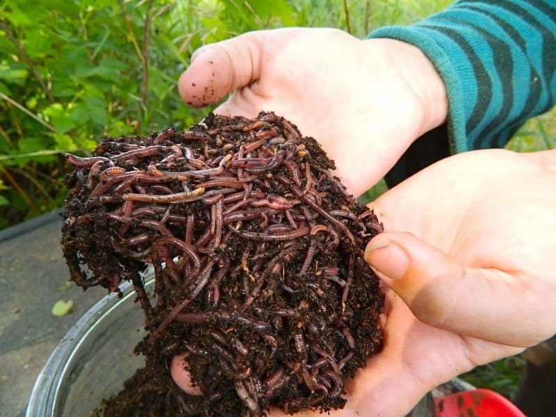 کود ورمی کمپوست در مشهد؛ سبک بی بو مانع زرد شدن گیاهان