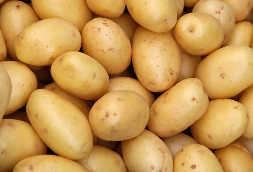 سیب زمینی گرگان 1401 ؛ با 400 نوع مختلف برای درمان بیماری روده