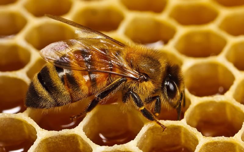 کندو عسل دست دوم ؛ 2 فصل برداشت بهار تابستان خاصیت درمان بیماران دیابتی قلبی