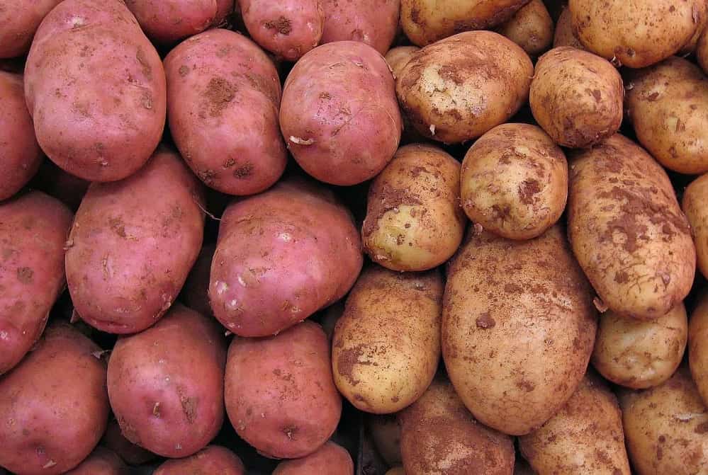 سیب زمینی بنفش در ایران؛ بافت متراکم خوش طعم درمان (دیابت گوارش سرطان)