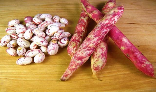 لوبیا چیتی امروز ؛ مدل رومی حاوی پروتئین ویتامین فیبر