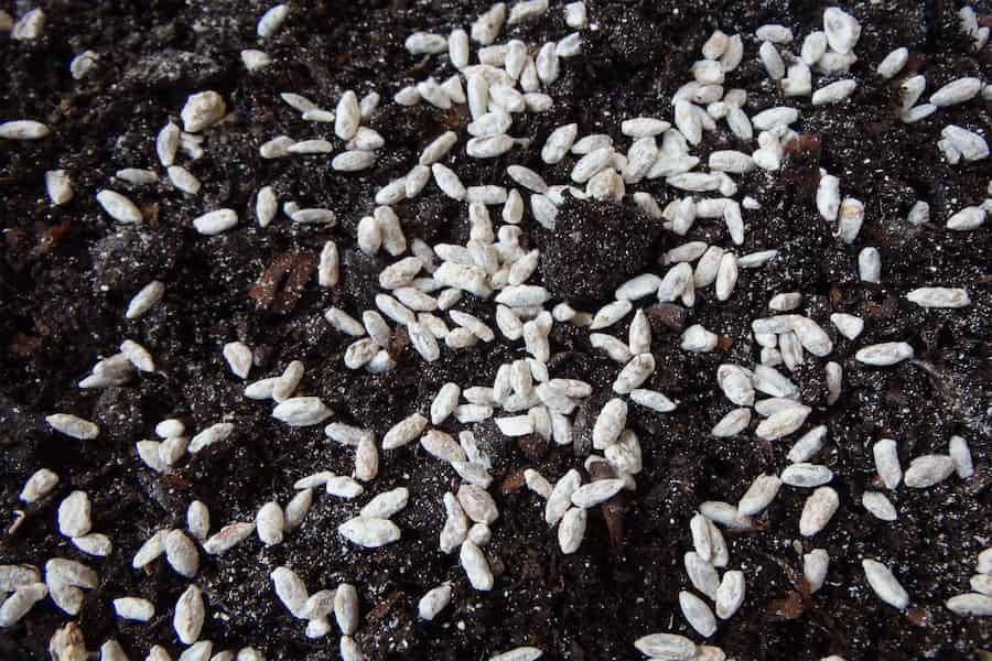 بذر قارچ دکمه ای در شیراز؛ درشت یکدست صدفی شیتاگه گانودرما