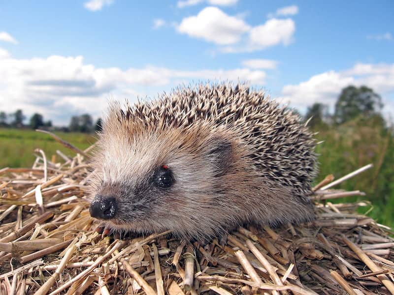 چوب جوجه تیغی؛ وزن پایین تولید سازه های تزئینی قلم خاص طول قطر