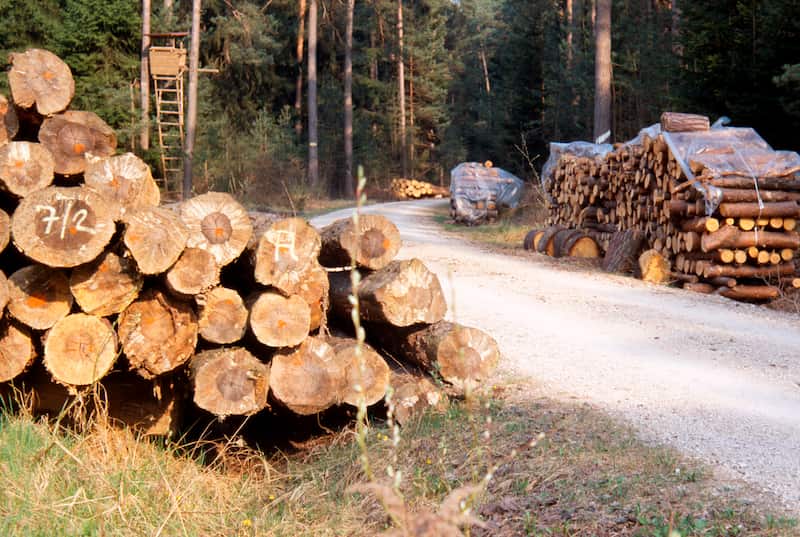 چوب چنار متر مکعب؛ 4 رنگ (سفید روشن قهوه ای نارنجی) + برش راحت