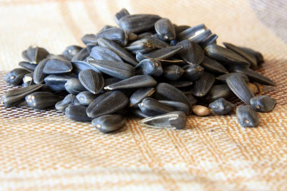 تخمه آفتابگردان فله ای ؛ پوسته خاکستری رگه سفید ابعاد کوچک متوسط بزرگ