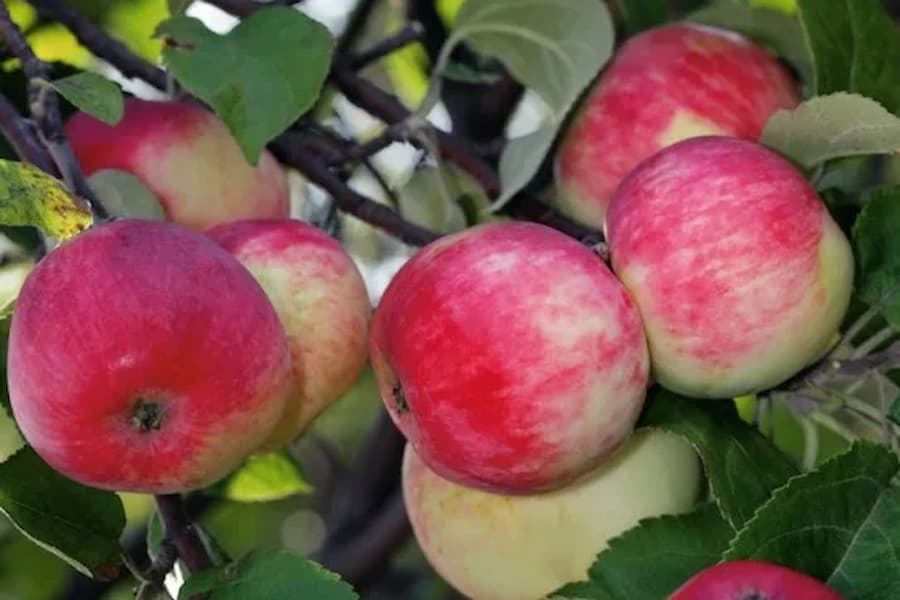 سیب درختی انلاین ؛ تازه باغی پاییزه تقویت سیستم ایمنی بدن