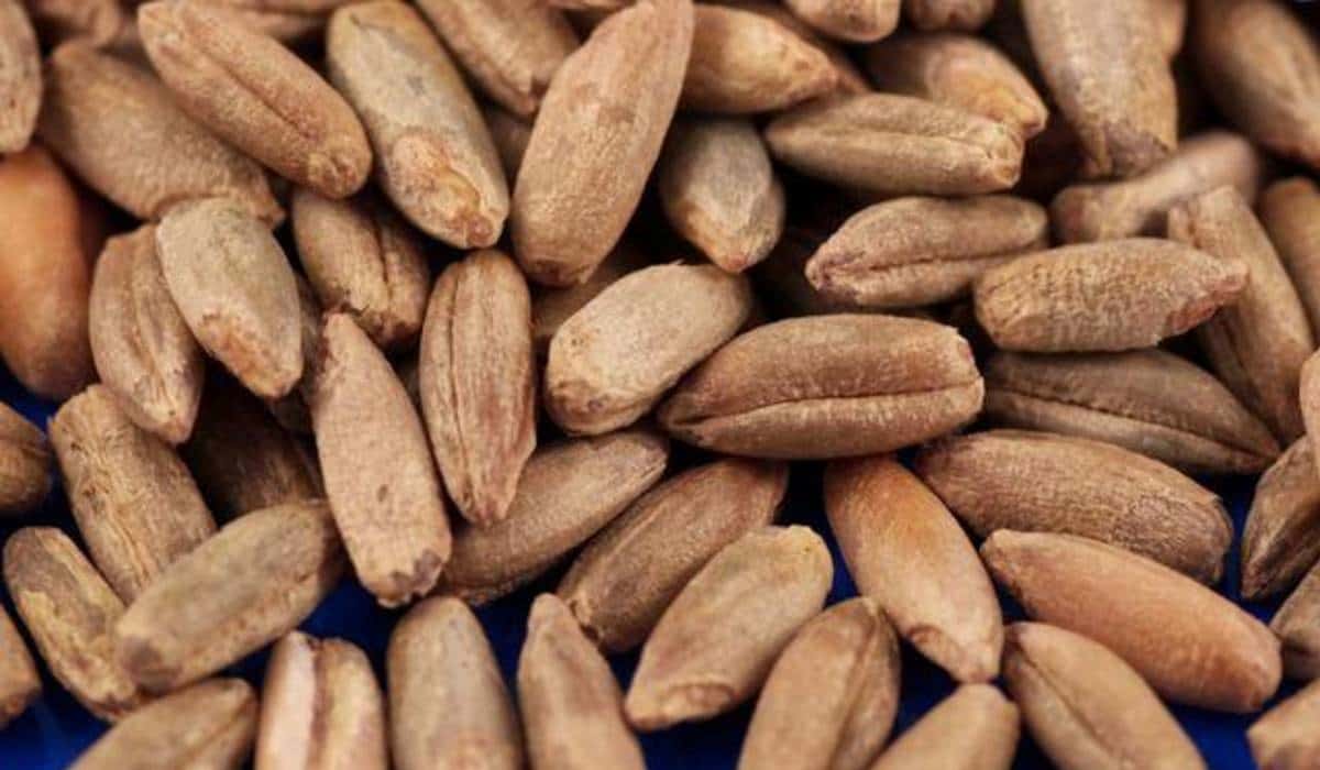 قیمت هسته خرما