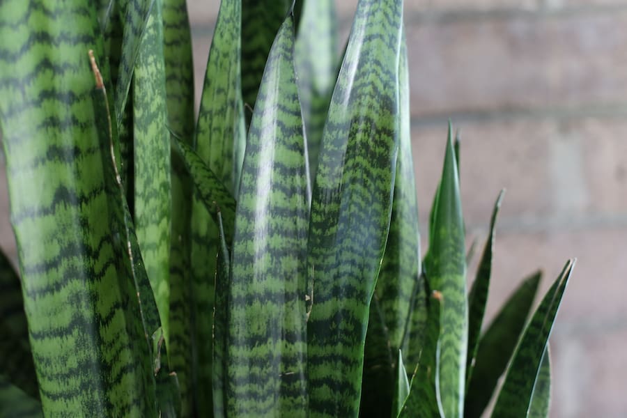 گل سانسوریا سبز؛ شمشیری لوله ای پا کوتاه افزایش اکسیژن رسانی