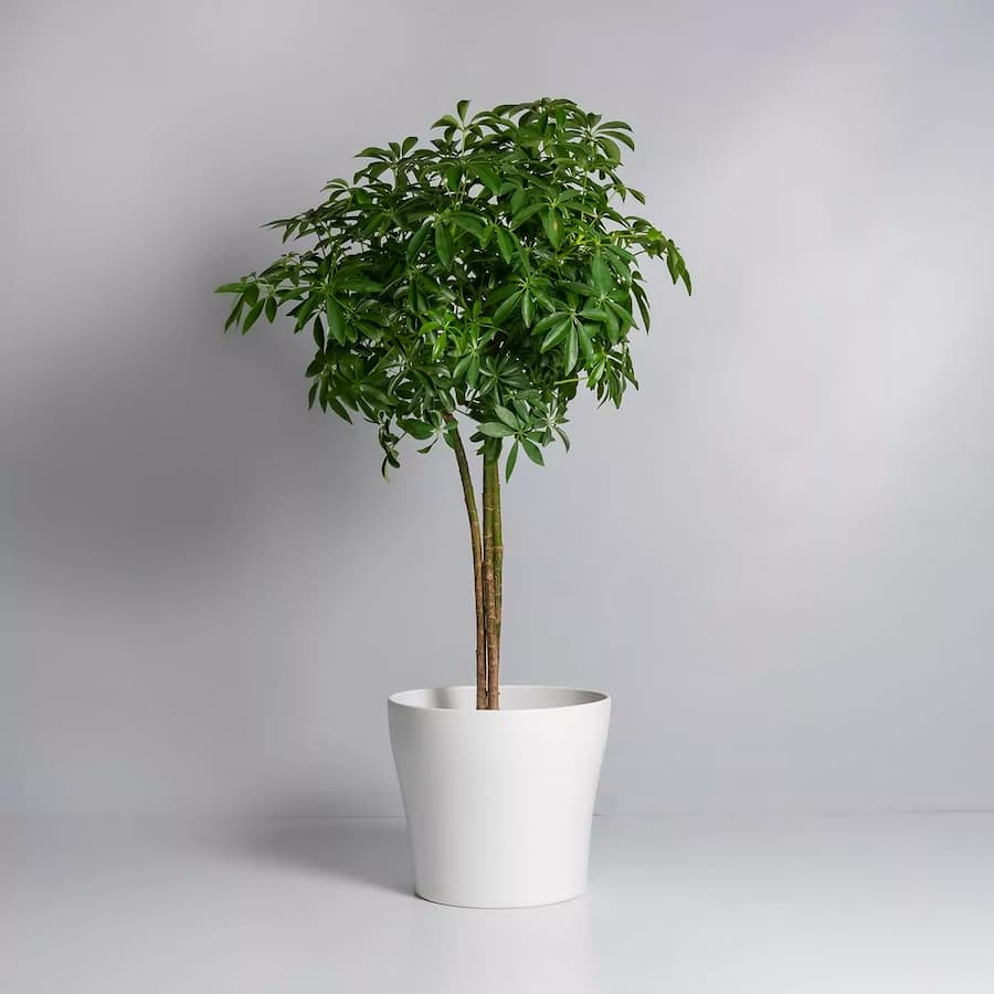 گیاه آپارتمانی شفلرا (گیاه چتری) قلمه ای ارتفاع 1-3 متر