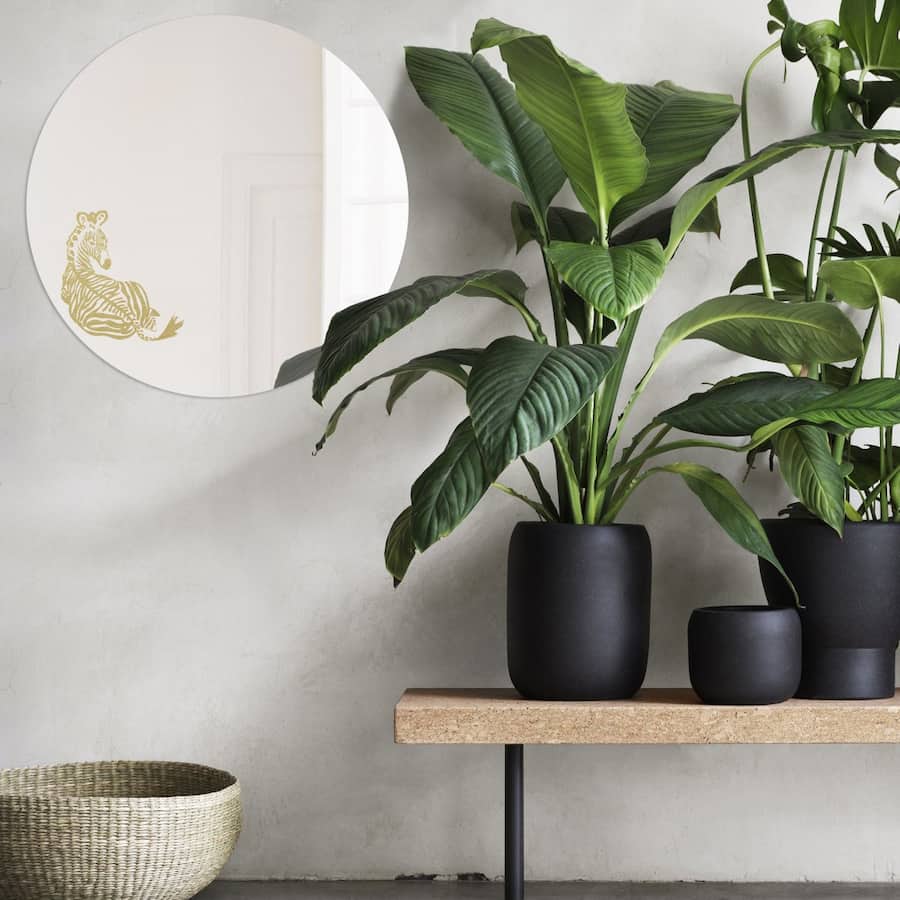 گیاهان آپارتمانی مقاوم Plant شفلر پاچیرا آدنیوم طول عمر بالا