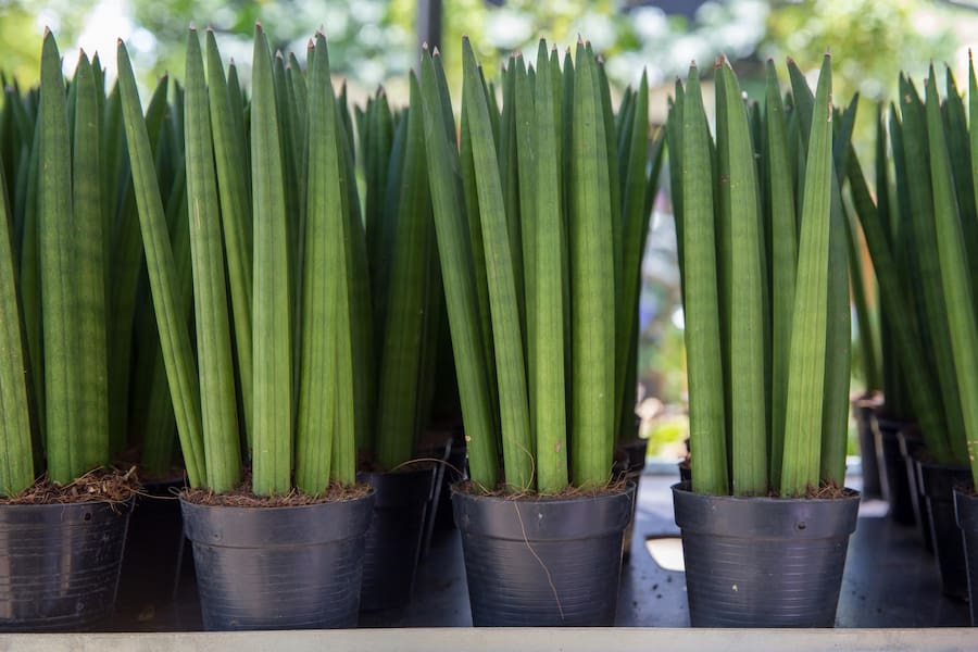 گل سانسوریا نیزه ای SANSEVIERIA CYLINDRICA مقاومت زیاد پنجه ای رنگی