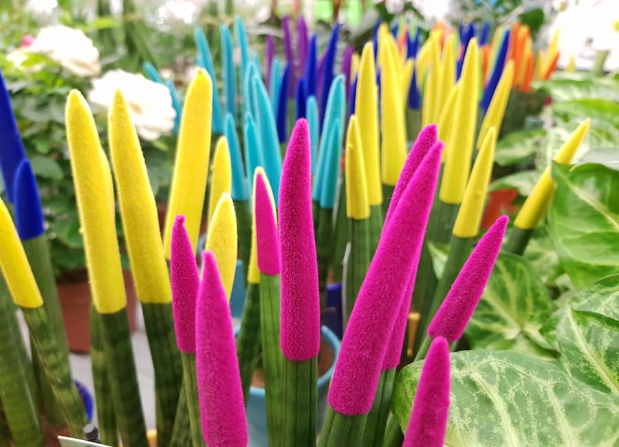 گل سانسوریا رنگی؛ بومی کشورهای آفریقایی رنگبندی جذاب گلدهی بهار