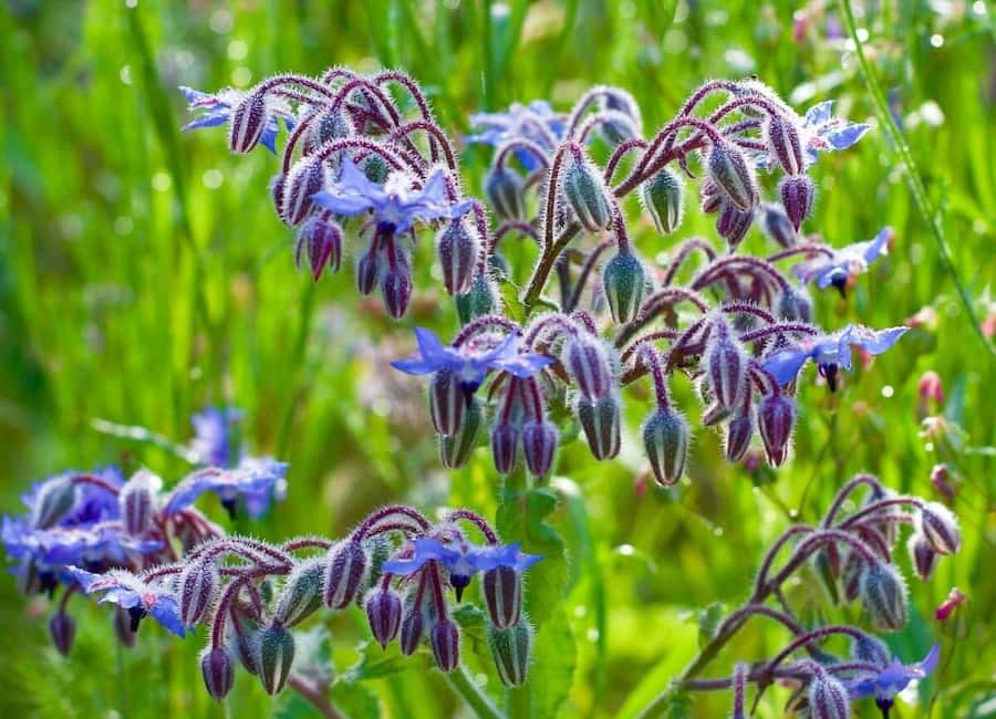 گل گاوزبان در مشهد؛ درمان کم خونی ضد افسردگی سرماخوردگی