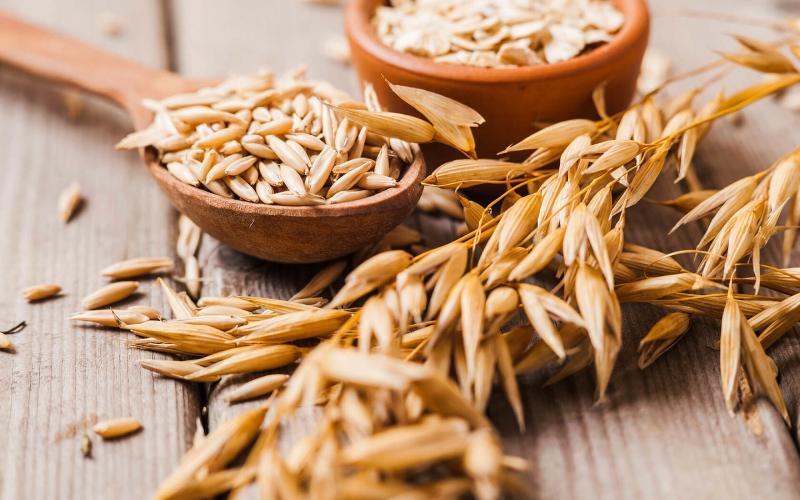 جو شیرودی گیلان؛ بهبود آسم آرتروز دیابت مس phosphorus