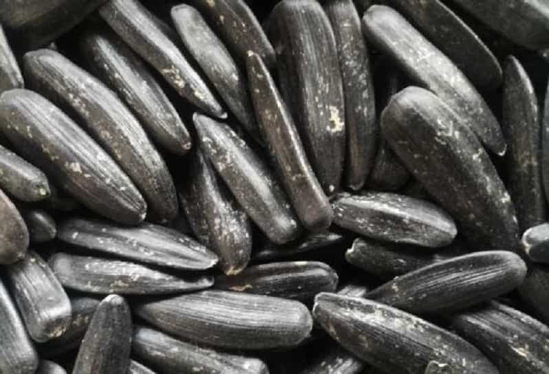 خرید و قیمت عمده تخمه آفتاب گردان شمشیری + فروش کلی