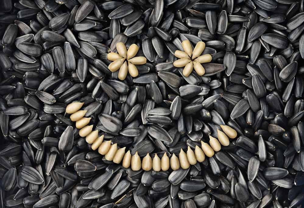 خرید و قیمت عمده تخمه آفتاب گردان کانادایی + فروش کلی