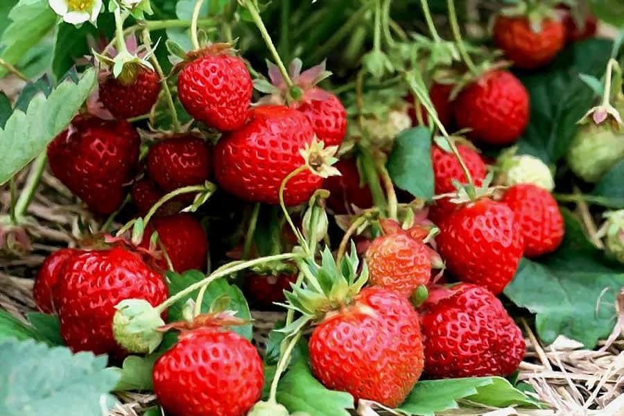 توت فرنگی در میدان بار تهران؛ تازه خوشمزه پرخاصیت آنتی اکسیدان