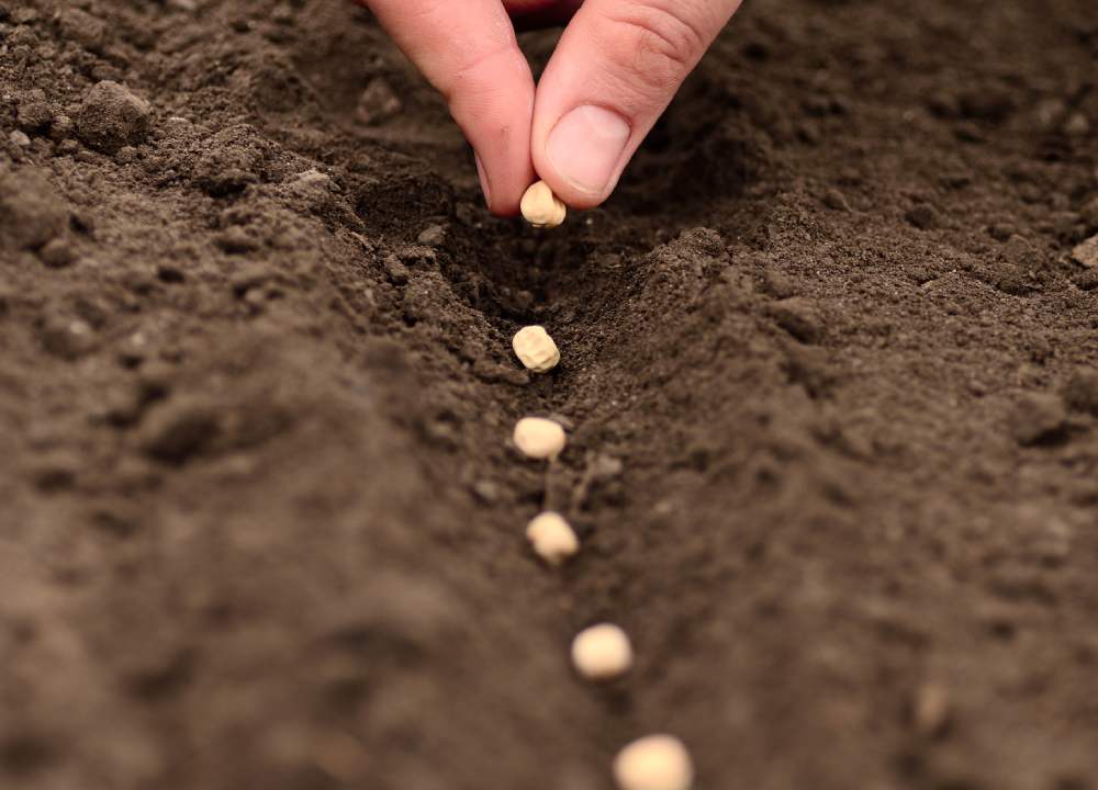 خرید مستقیم بذر همدان + قیمت فروش کارخانه