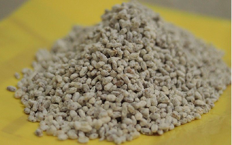 خرید و قیمت عمده بذر قارچ + فروش کلی