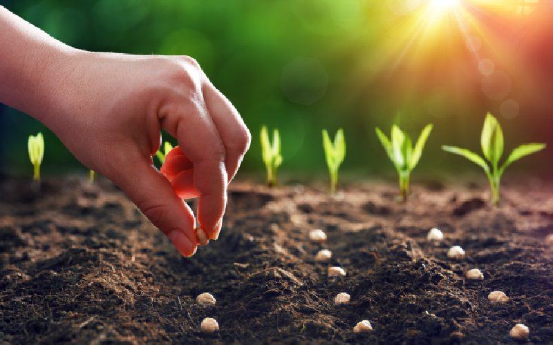 خرید و قیمت عمده بذر گل + فروش کلی