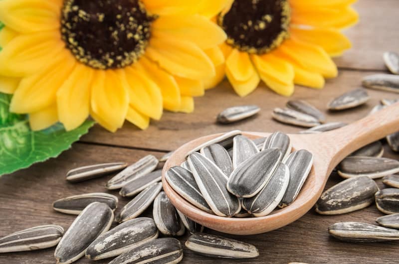 خرید و قیمت عمده تخمه آفتابگردان روغنی + فروش کلی