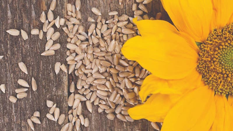 خرید و قیمت عمده تخمه آفتابگردان سنقر + فروش کلی