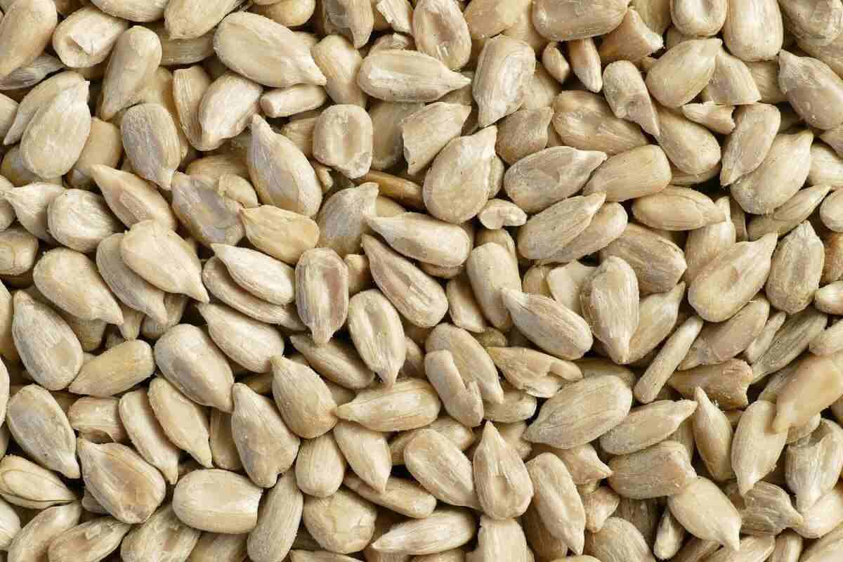 خرید مستقیم تخمه آفتابگردان + قیمت فروش کارخانه