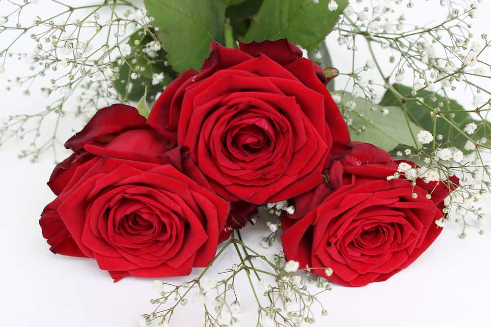 قیمت گل رز هلندی قرمز