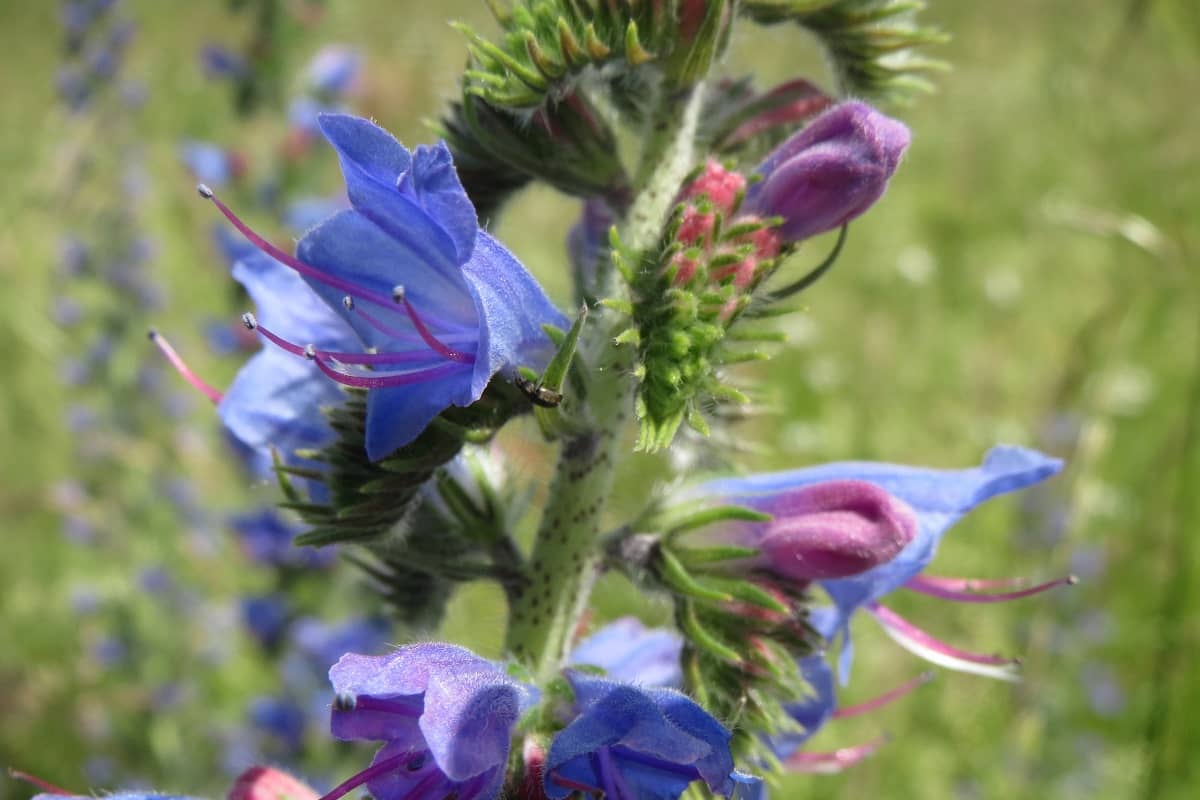 قیمت گل گاوزبان وحشی