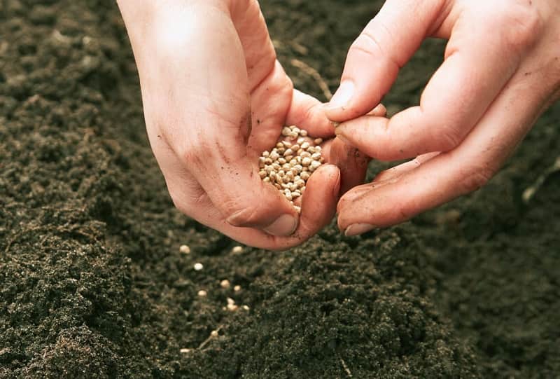 بذر سبزی (دانه) آشی خورشتی خوردن ضد عفونی شده