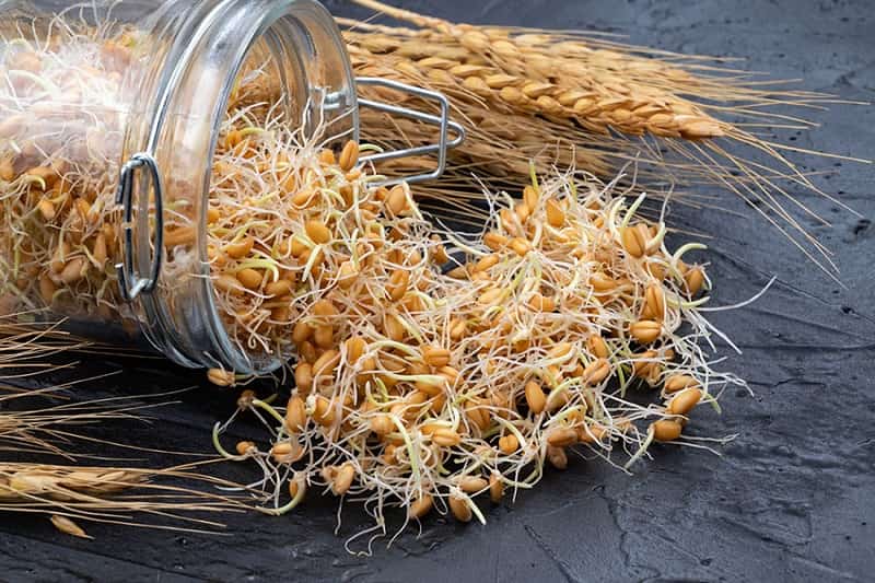 بذر گندم (تخم) 100% خالص فصل کاشت (بهار پاییز زمستان)
