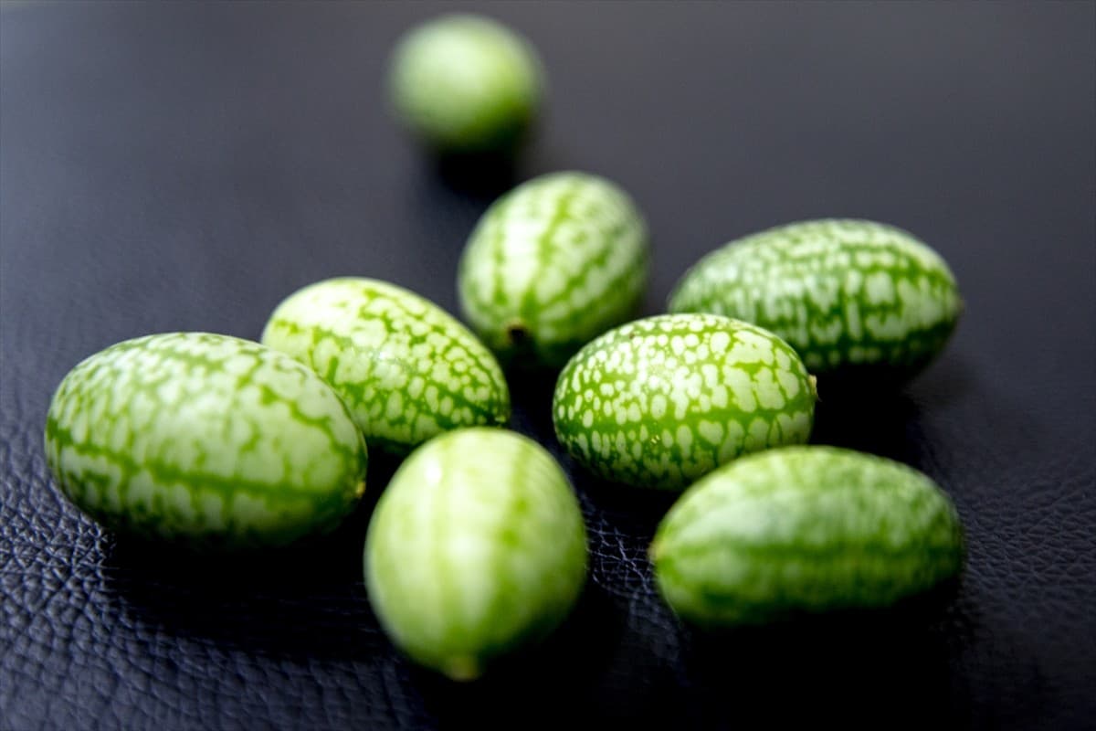 هندوانه ابوجهل تازه؛ گیاه علفی بهبود سرطان درد قاعدگی کشت (قشم بلوچستان)