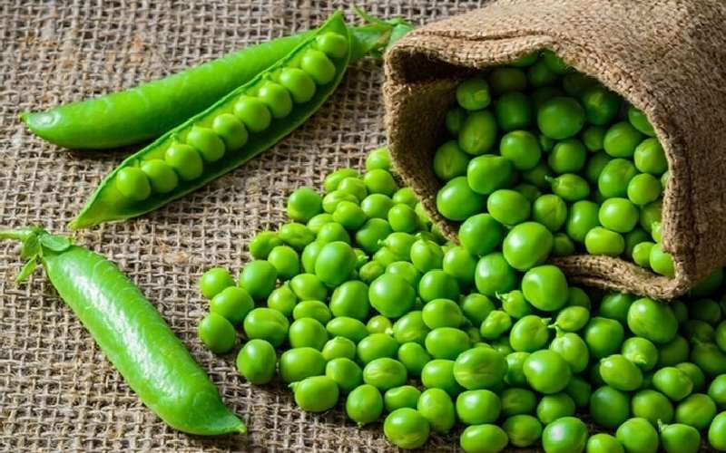 نخود خام؛ تقویت پوست مو حفظ تناسب اندام کاربرد (غذا سالاد)