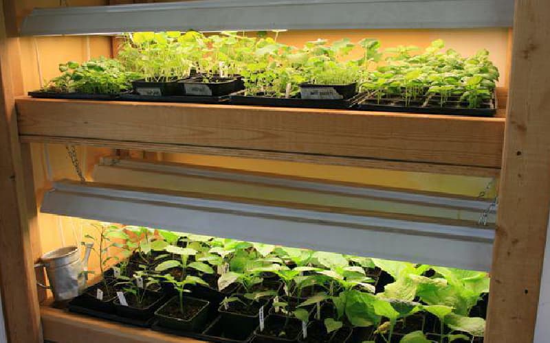 لامپ یو وی برای گیاه؛ شکل نورافکنی حبابی خطی طیف رنگی متنوع