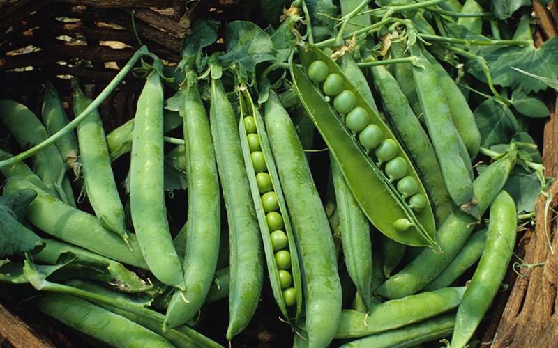 نخود سبز پاک شده 1401؛ کاهش قند خون حاوی پروتئین فیبر