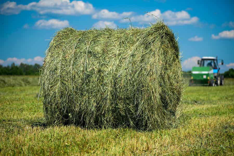 یونجه خشک در اردبیل؛ سبز بنفش تیره مناسب جیره غذایی دام