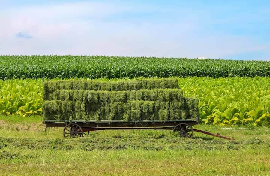 یونجه خشک در شیراز؛ تغذیه حیوانات گیاهان دارویی کالری پایین