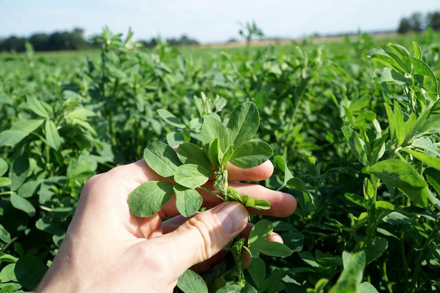 یونجه علوفه ای؛ همدانی یزدی بغدادی سرعت رشد بالا گیاه حاوی (پتاسیم کلسیم)