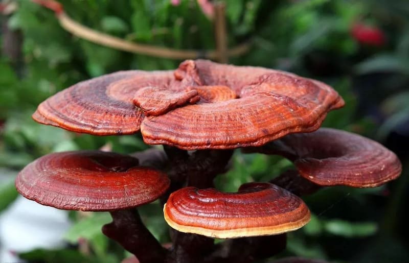 قارچ گانودرما برای دیابت (سماروغ) قرمز رنگ کاهش قند خون