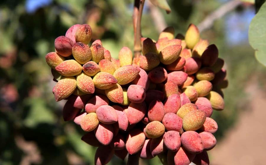 پسته تازه دامغان؛ خونساز تقویت کننده حاوی آهن منیزیم potassium