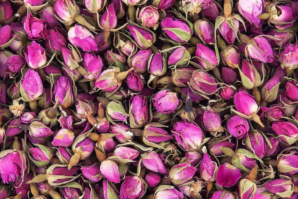 قیمت غنچه گل محمدی خشک شده