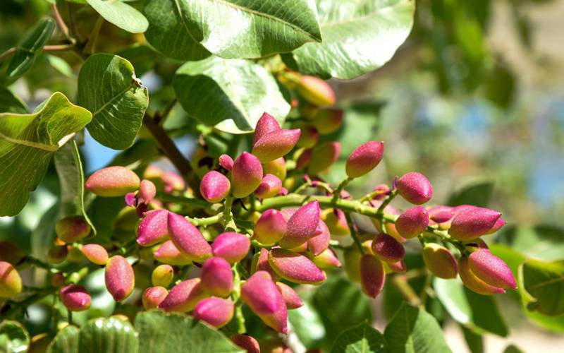 قیمت پسته تازه رفسنجان