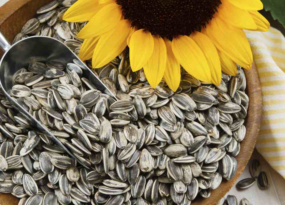 خرید و قیمت عمده تخمه آفتاب گردان + فروش کلی